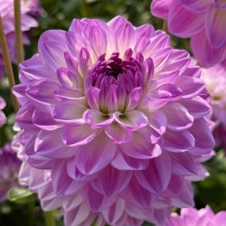 Dahlia Mediterrane�