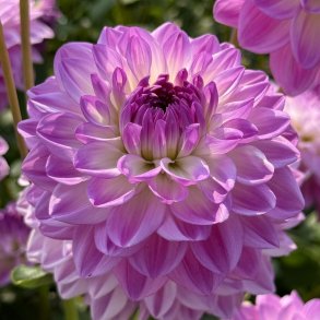 Dahlia Mediterrane�
