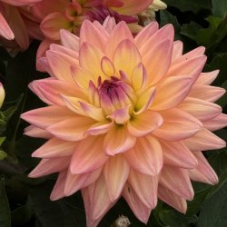 Dahlia Melody Dora