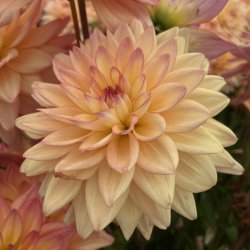 Dahlia Melody Dora