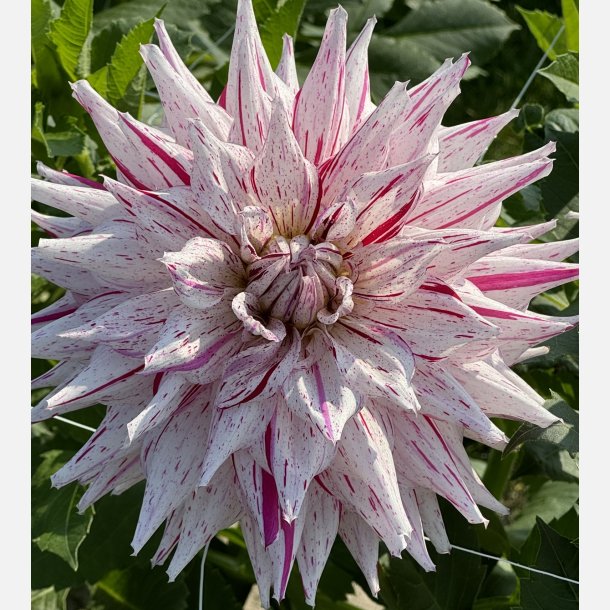 Dahlia Mick's Peppermint