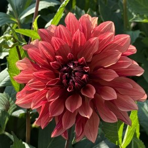 Dahlia Miss Brandy
