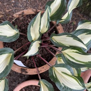 Hosta Miss Christa