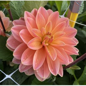 Dahlia Mister Frans