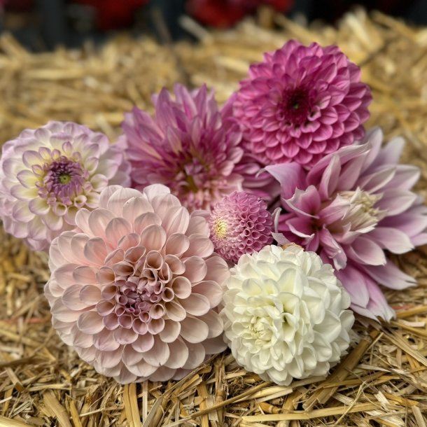 Dahlia Mix Nathalie's favorit 