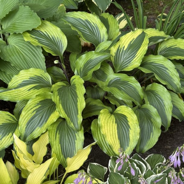 Hosta Monkey Business
