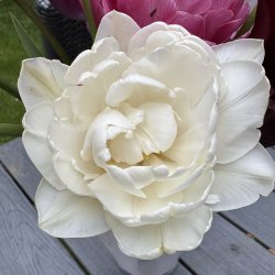 Tulipan Mount Tacoma 5 lg