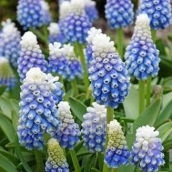 Muscari Mountain lady 10 l�g