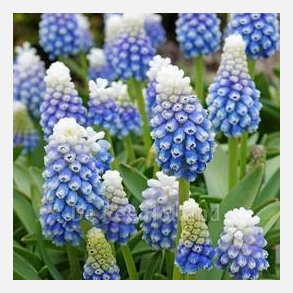 Muscari Mountain lady 10 l�g