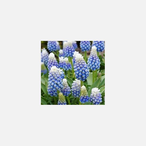 Muscari Mountain lady 10 l�g