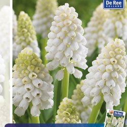 Muscari white magic 10 l�g