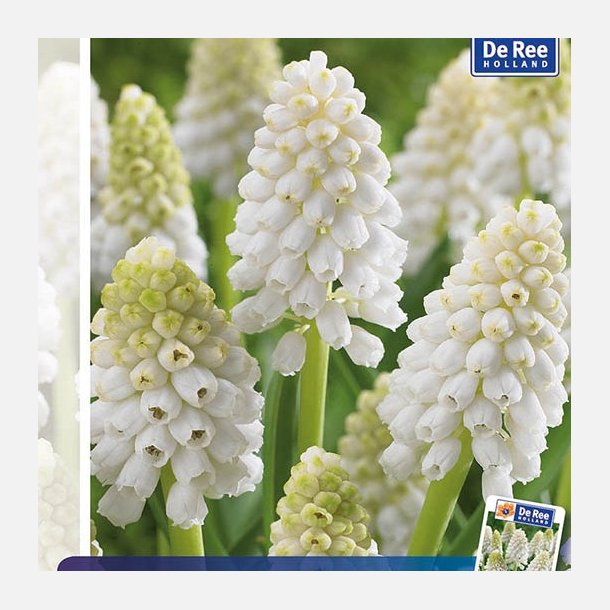 Muscari white magic 10 l�g