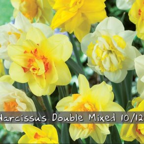 Narcis Double mix 20 l�g