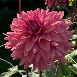 Dahlia Negroni Sunset