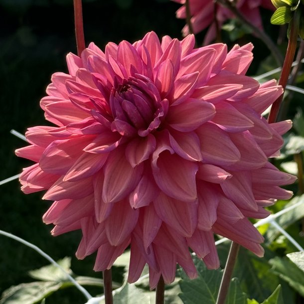 Dahlia Negroni Sunset