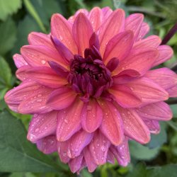 Dahlia Negroni Sunset