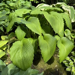 Hosta Niagara Falls
