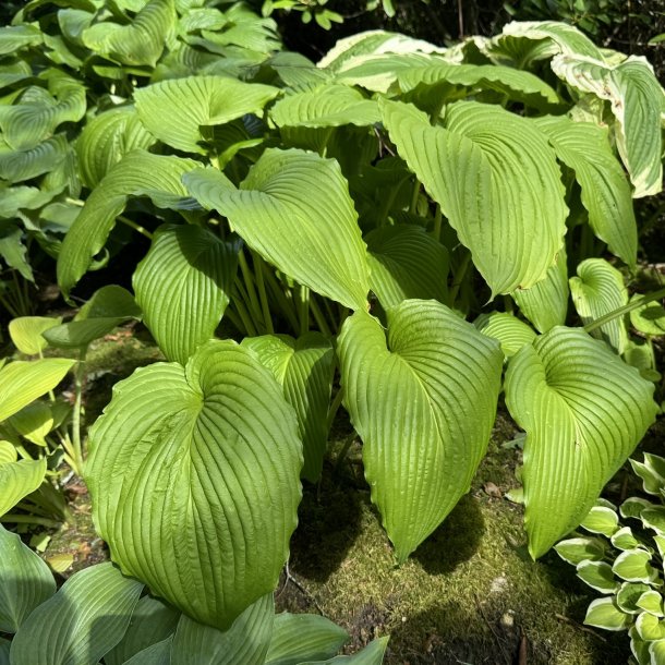 Hosta Niagara Falls