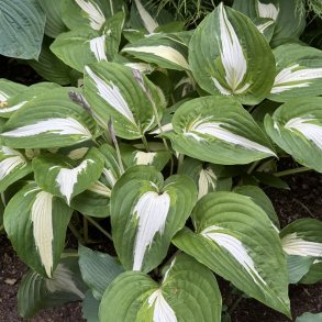 Hosta Night Before Christmas 