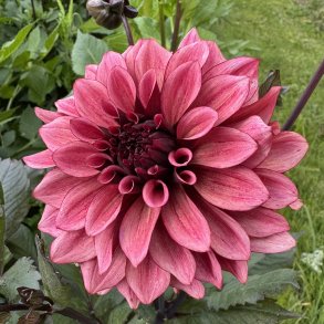 Dahlia Night Silence 