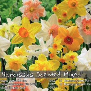 Narcis Scented mix 35 l�g