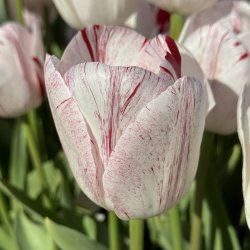 Tulipan One Direktion 5 lg