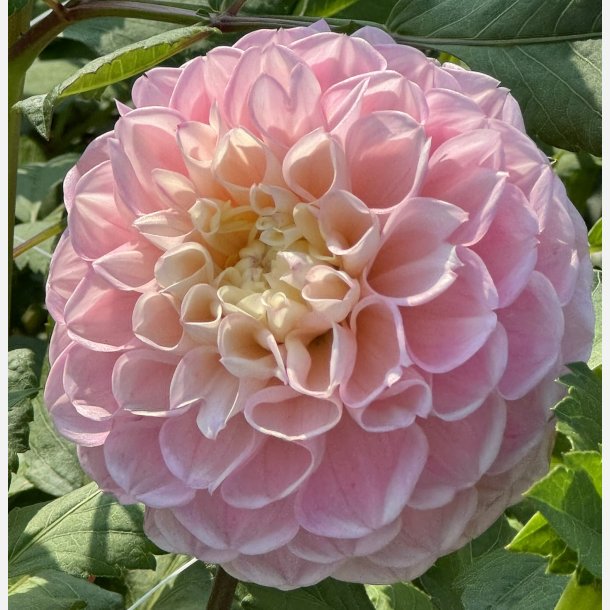 Dahlia Opal