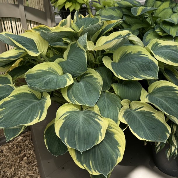 Hosta Orion's belt