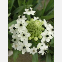 Ornithogalum Saundersiae 