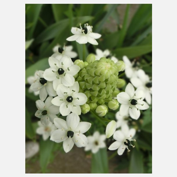 Ornithogalum Saundersiae 