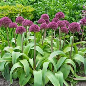Allium Ostara 5 l�g