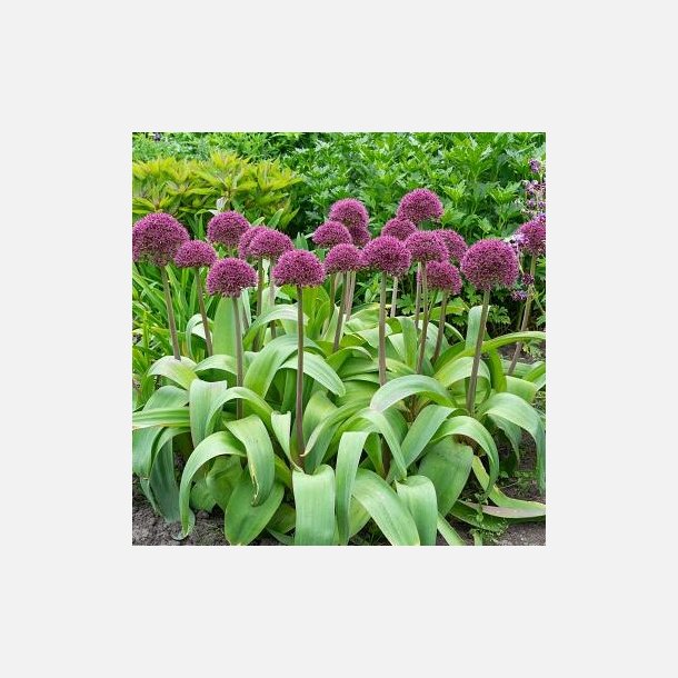 Allium Ostara 5 l�g