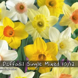 Narcis Trompet mix 30 l�g