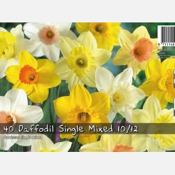 Narcis Trompet mix 30 l�g