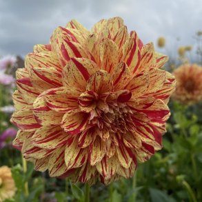 Dahlia Painted Madam