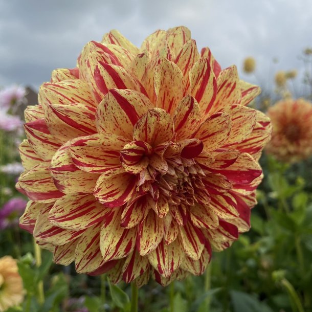 Dahlia Painted Madam