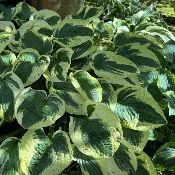 Hosta Paisley Border