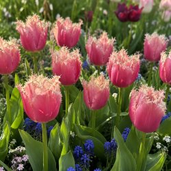Tulipan Paleis Het Loo 5 l�g