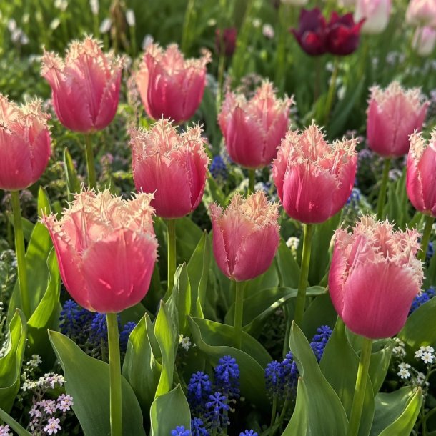 Tulipan Paleis Het Loo 5 l�g