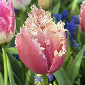 Tulipan Paleis Het Loo 5 l�g