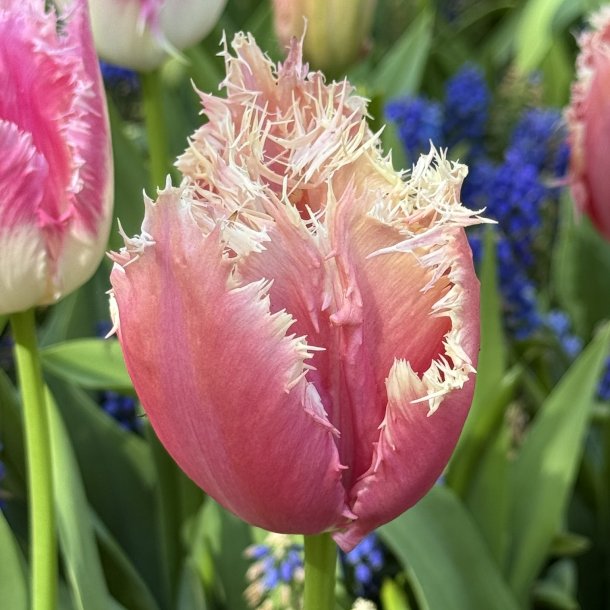 Tulipan Paleis Het Loo 5 l�g