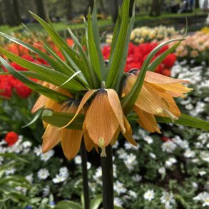 Kejserkrone Paradise Beauty 1 lg