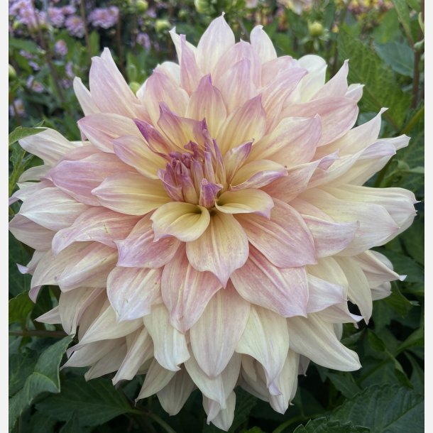 Dahlia Pasadoble Dancer