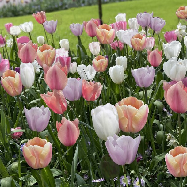 Tulipan Pastel mix 31 lg