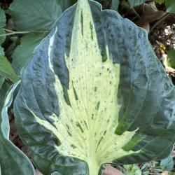 Hosta Pathfinder