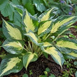 Hosta Pathfinder