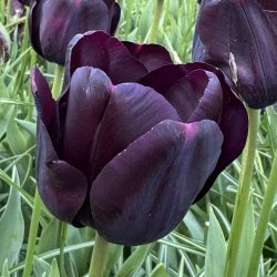 Tulipan Paul Scherer 8 l�g