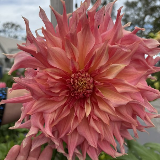 Dahlia Penhill Watermelon 
