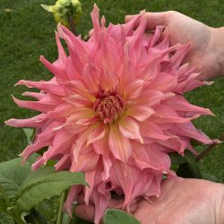 Dahlia Penhill Watermelon 