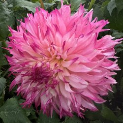 Dahlia Pinelands Princess 